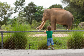 zoo-elephant-child